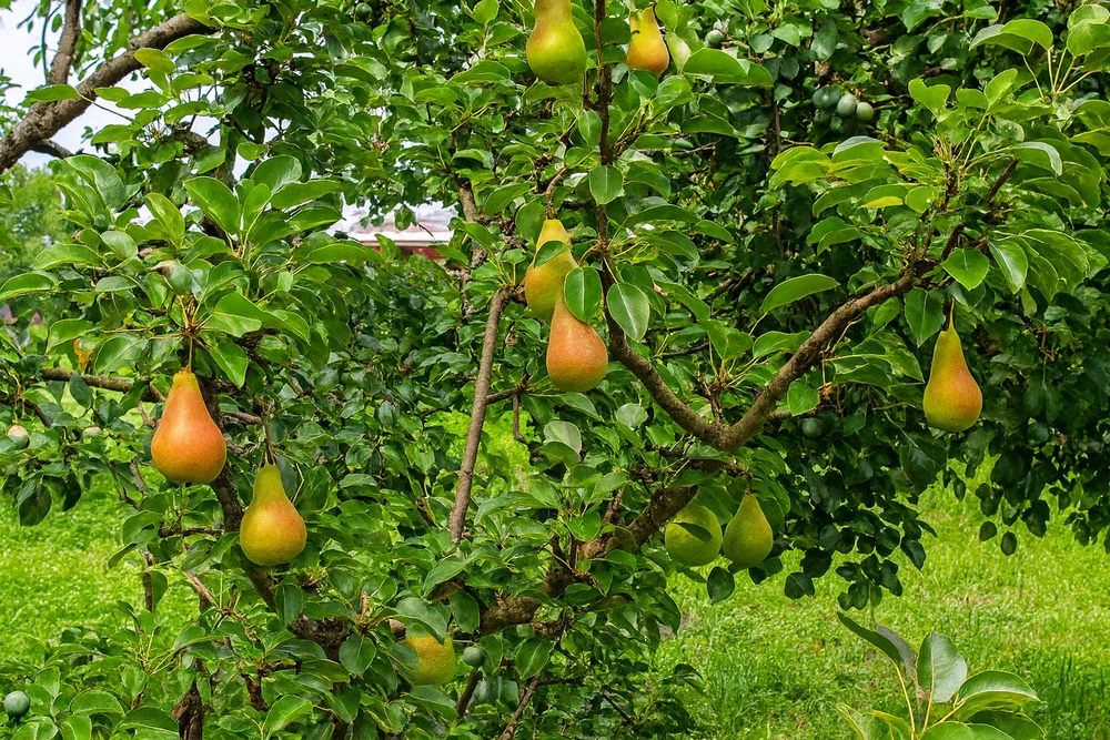 Bez pesticida